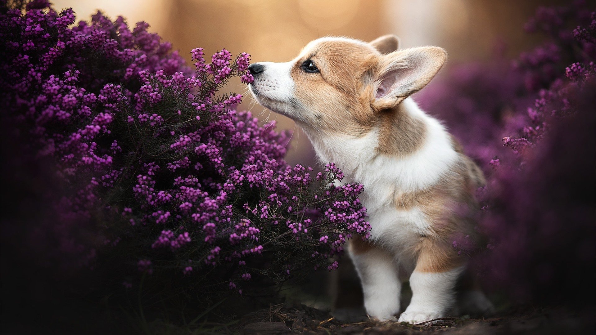 2026北美夏夜，当锡安飞越卢西塔尼亚之墙