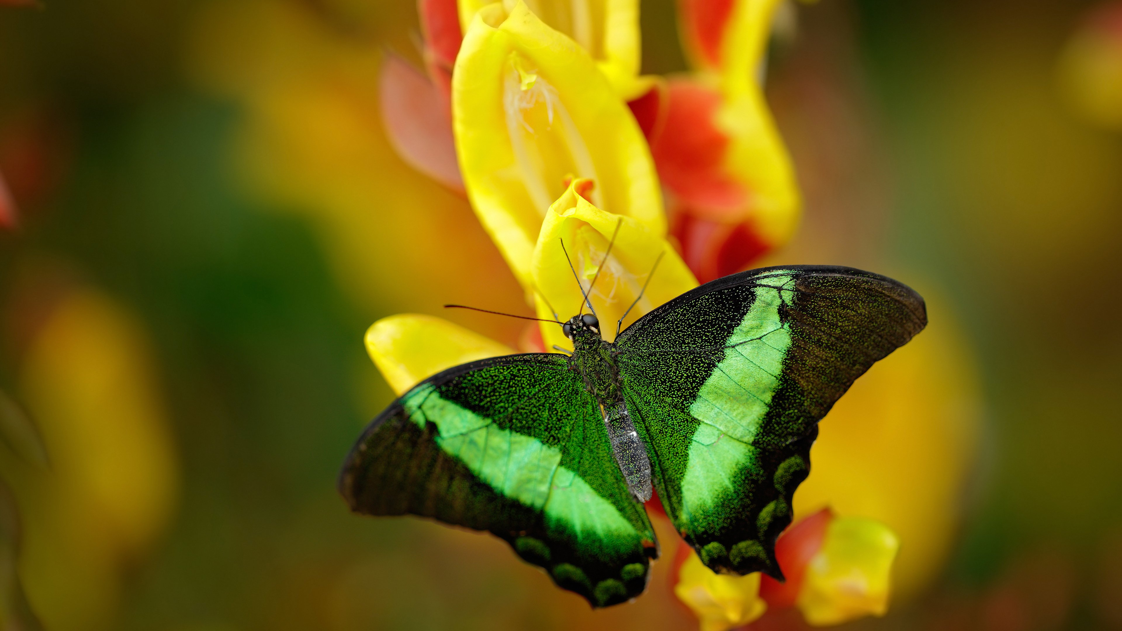 范弗利特从千夫指到英雄的救赎夜，马刺用古典主义防守埋葬独行侠