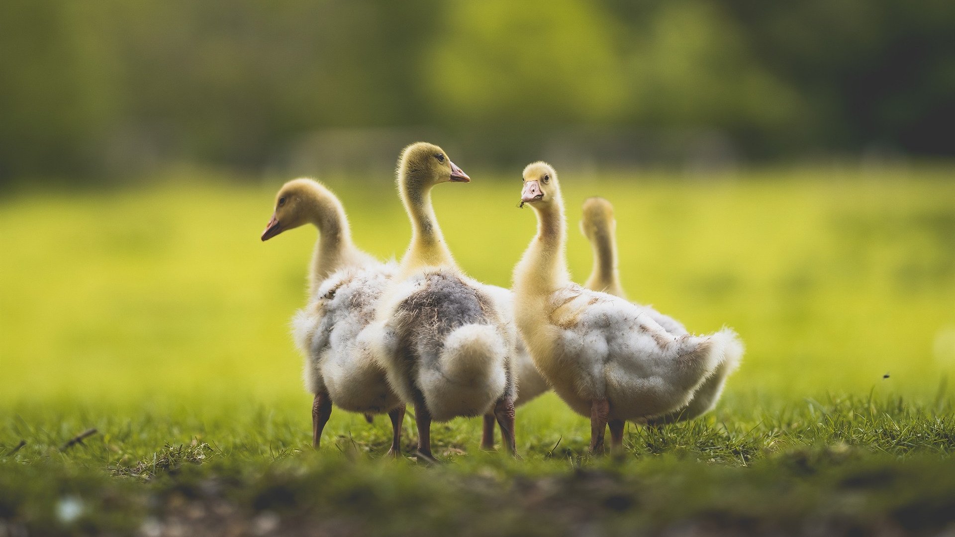 将门虎子与铁链哲学，巴斯托尼的爆发，如何被希腊防守的重写式胜利所定义