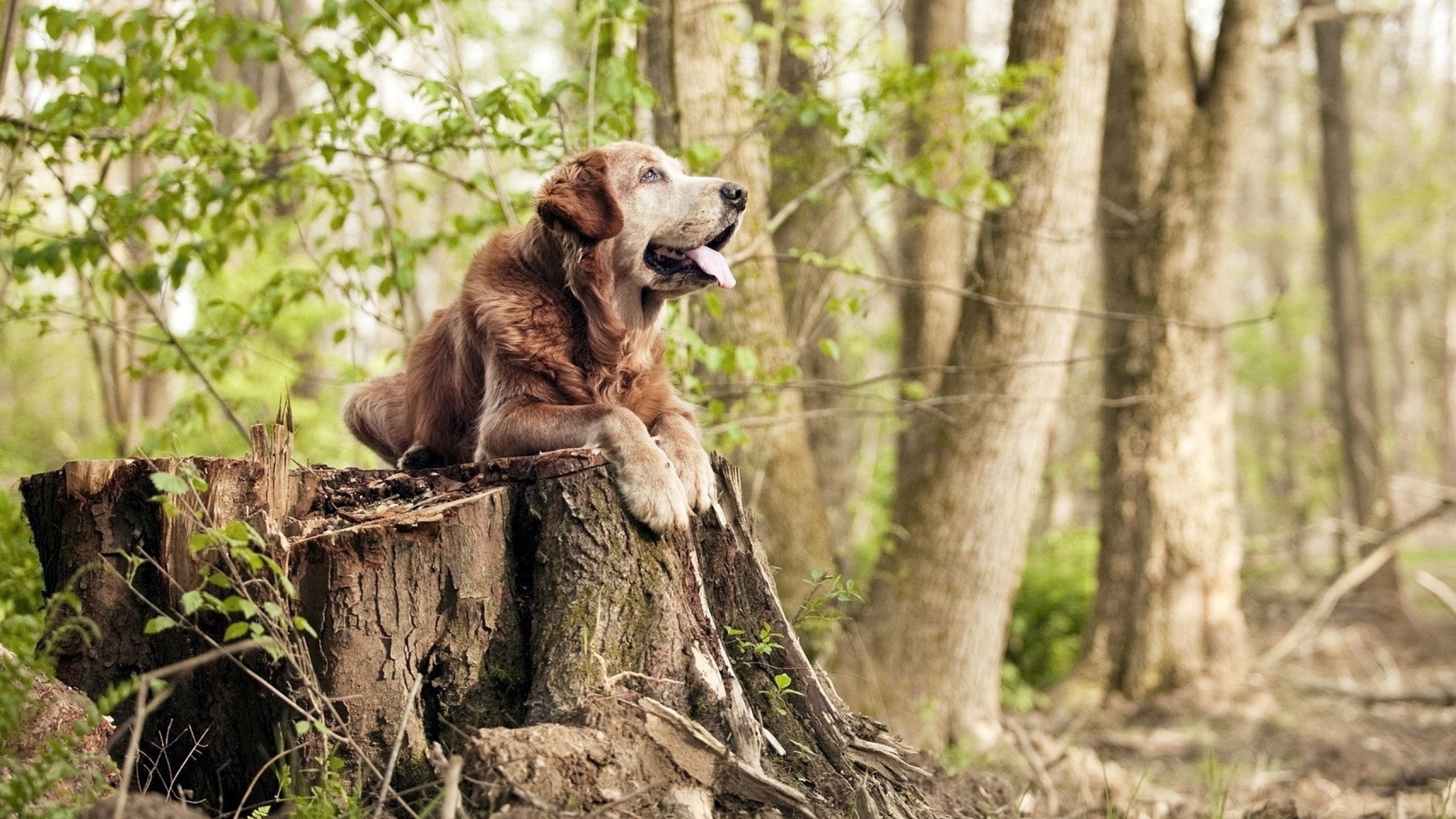 体育跨界奇观，篮球绝杀与赛车接管的同日狂欢