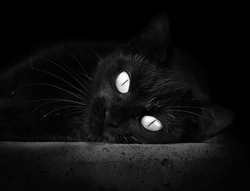 稳如磐石，一击制胜—猛龙末节锁胜局，爱德华兹致命三分定乾坤