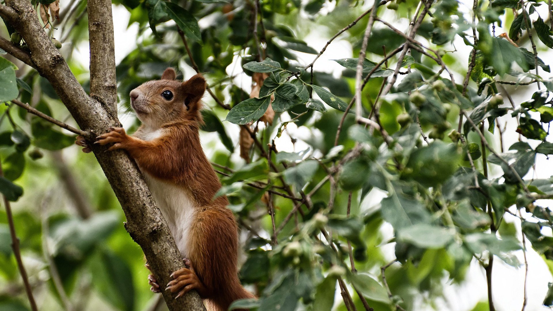 袋鼠军团撕裂银河战舰，无名小卒孔德如何在欧冠决赛改写澳洲足球史