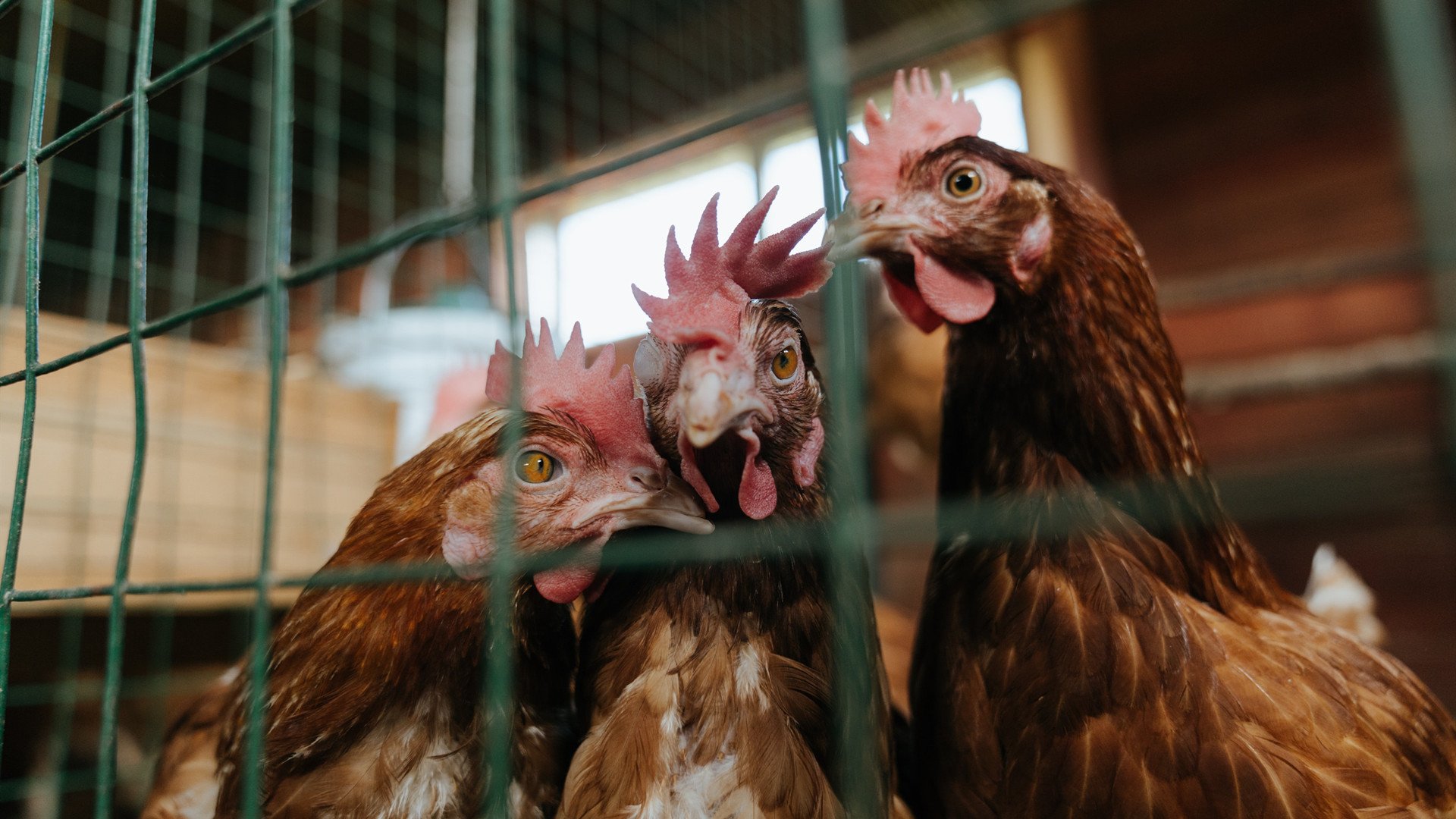 西甲国家德比焦点战，皇马凭借乌拉圭力量强势晋级，再现经典对决