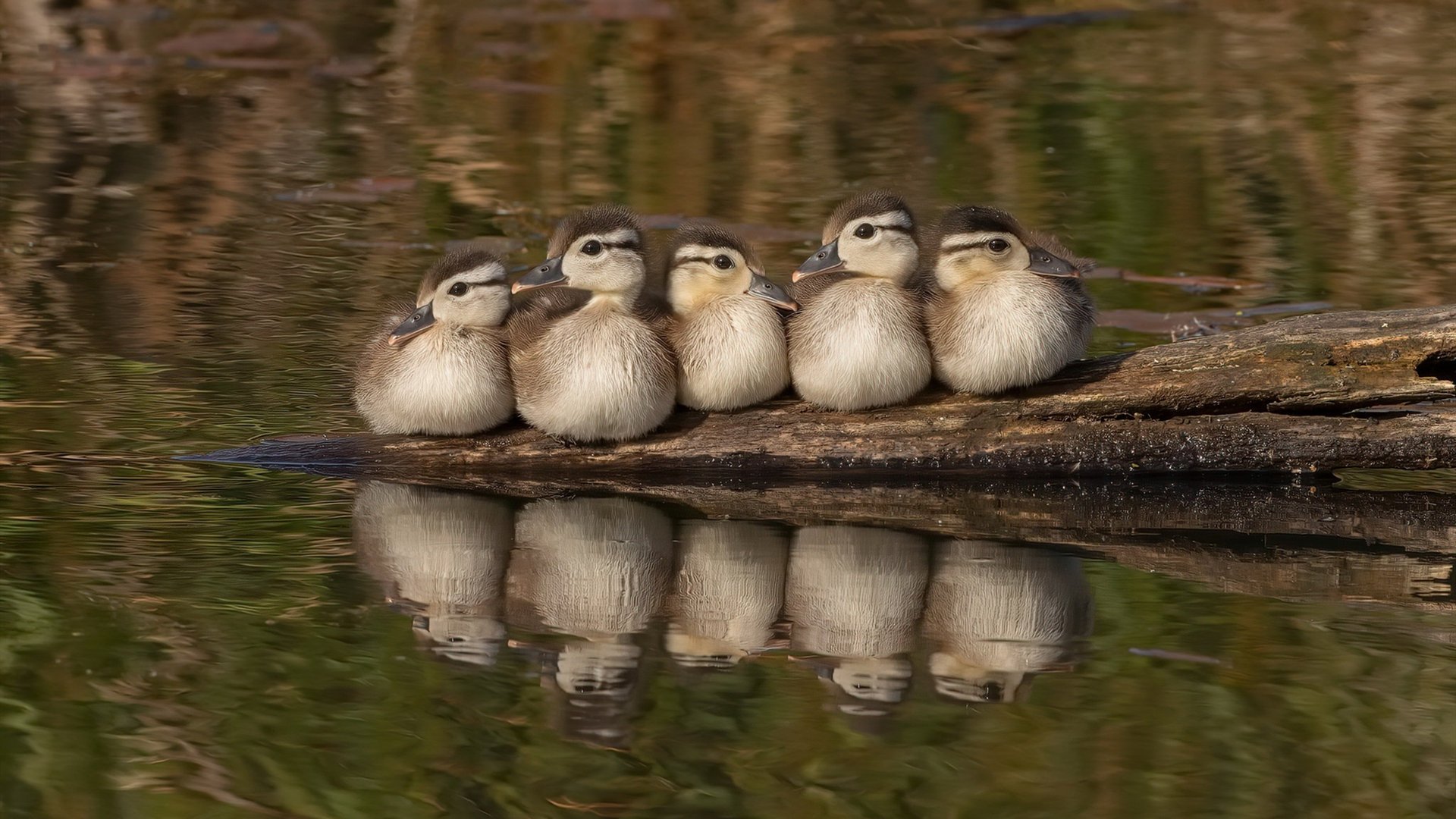 封神夜！一场比赛抢下奥运入场券，马克西用统治级数据改写命运