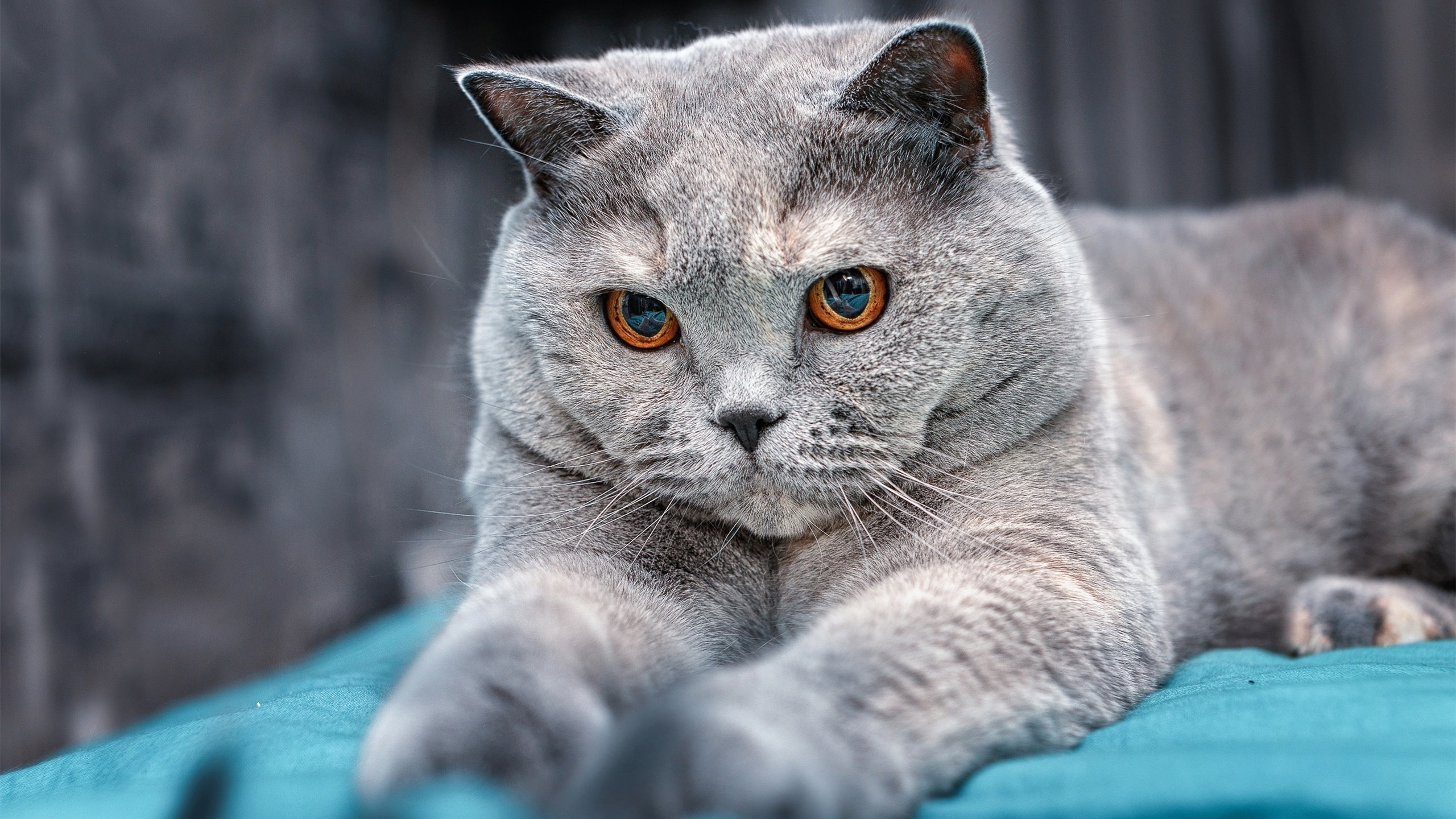 从安卡拉到温布利，战术解剖刀与沉默引擎的双重奏