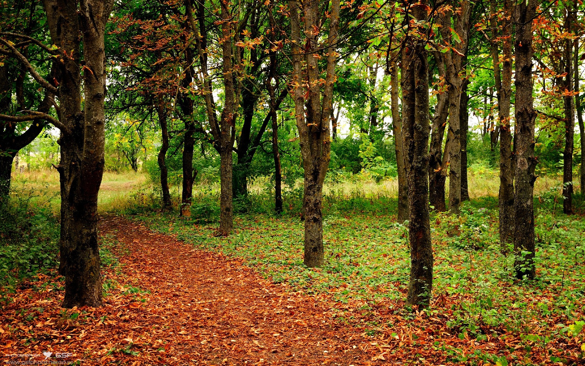 凯旋门下的数据盲区，戈贝尔，那个数据无法丈量的巨人