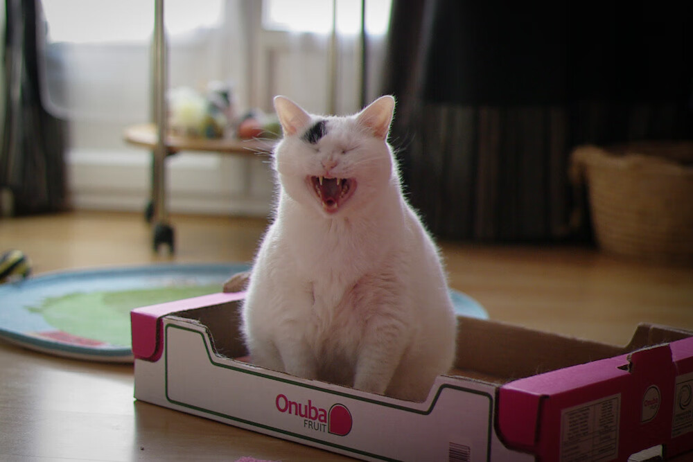 黄色城墙前的北境过客,当坎特在陶瓷球场统治外交表演赛