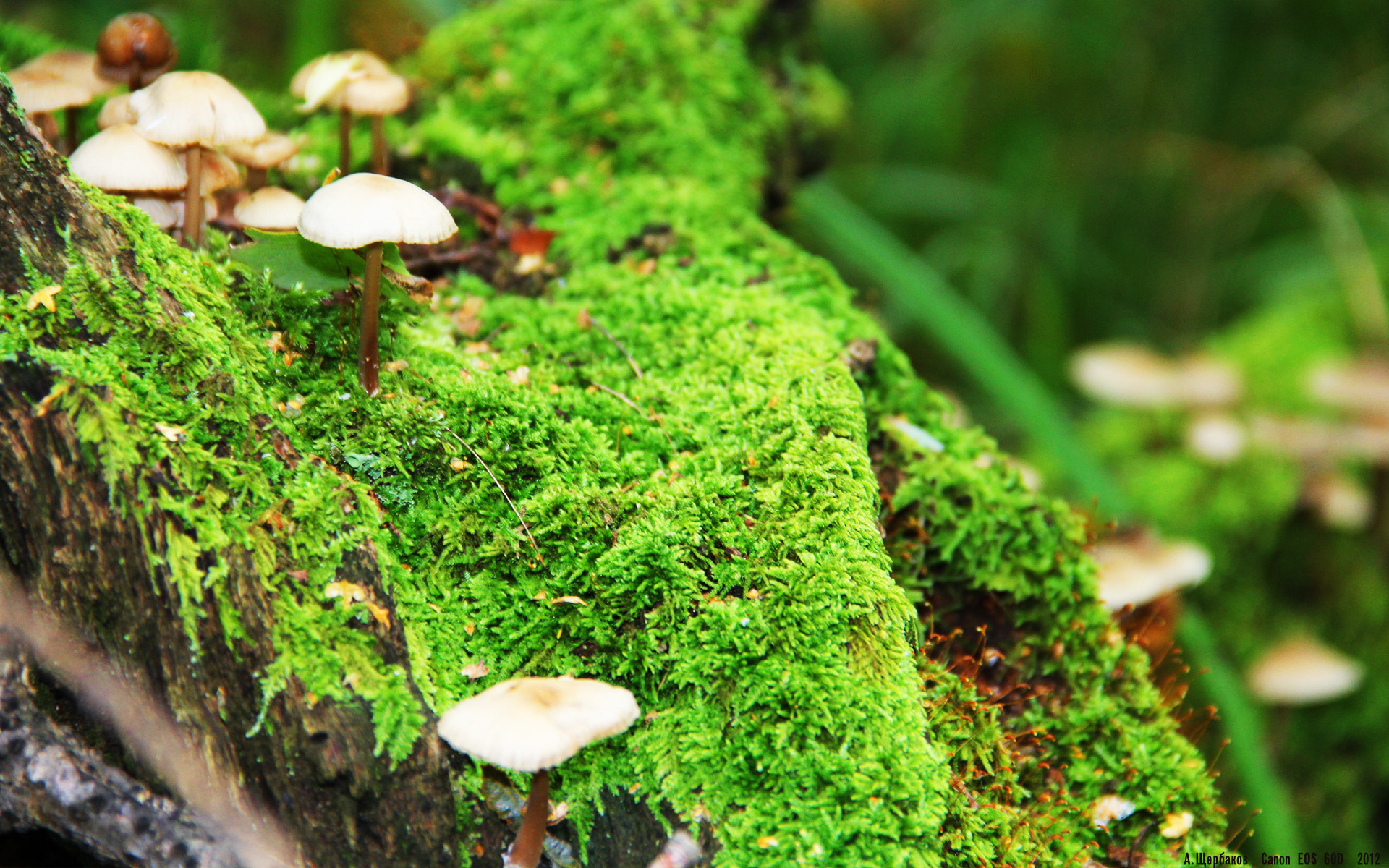 森林狼狂胜黄蜂，一场属于切特·霍姆格伦的沉默交响曲