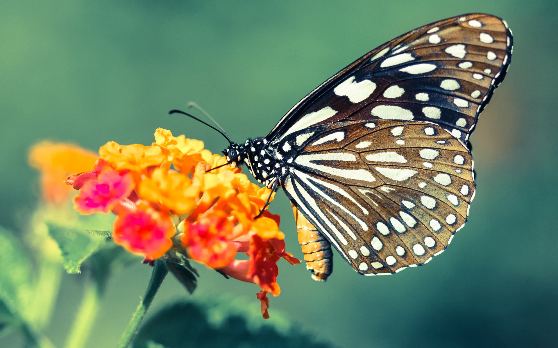 跨洋较量,武切维奇指挥若定,76人团队篮球压制广东旋风