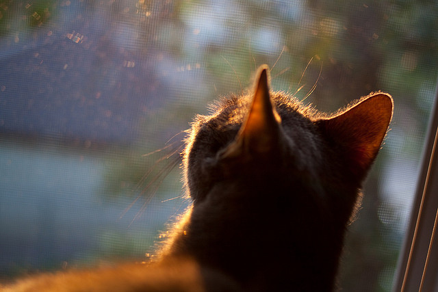 孤岛与灯塔，巴尔韦德如何在团队困境中定义比赛