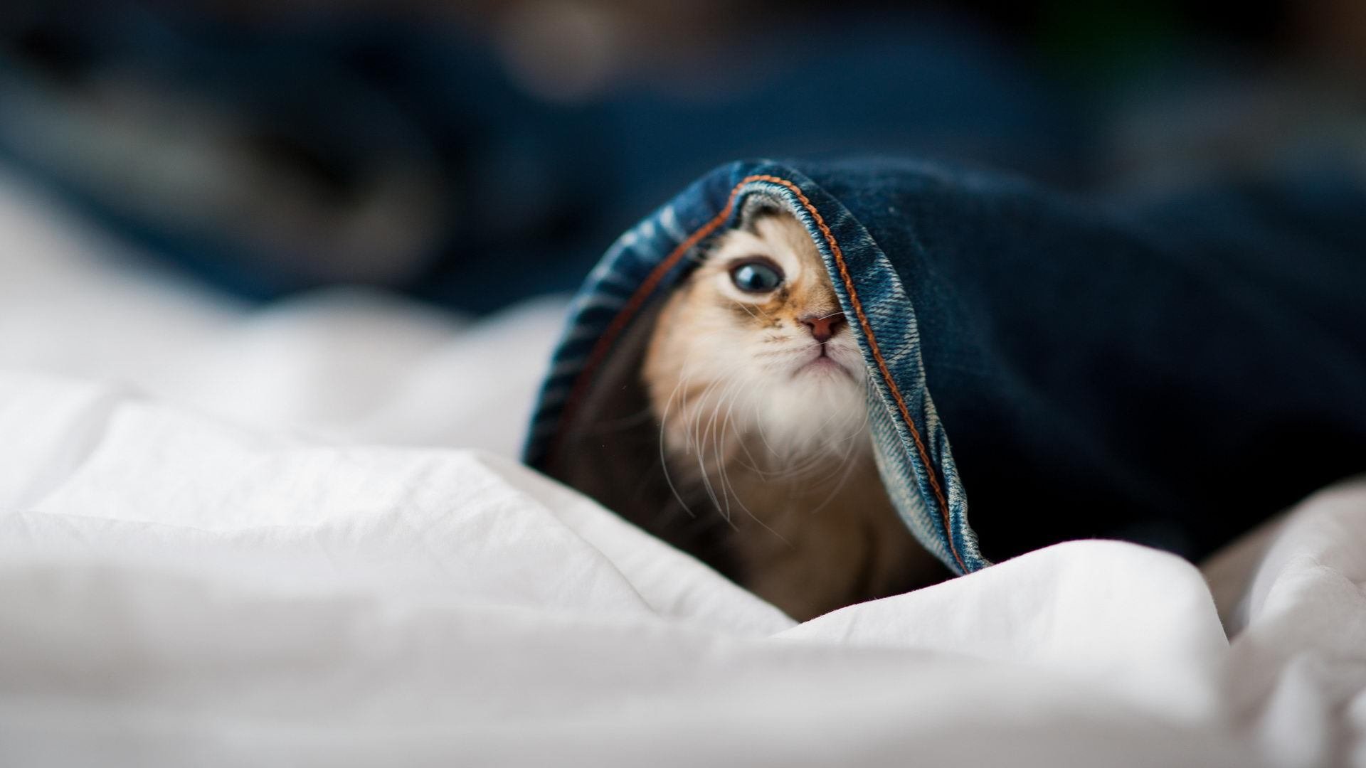 惊天逆转！公牛关键战突围76人 范弗利特末节19分弑旧主