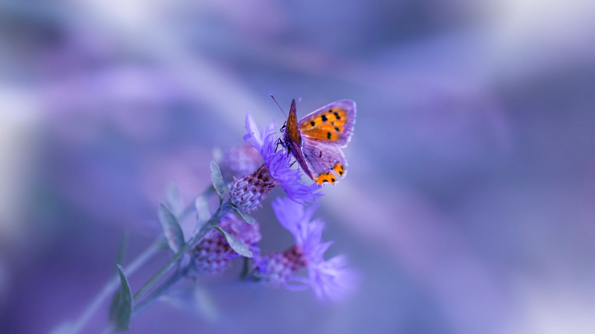 红魔之殇，铁卫之巅—德里赫特生涯之夜诠释何为叹息之墙