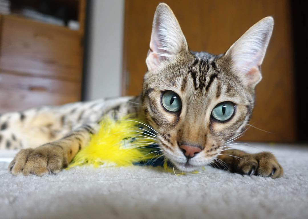 欧文冰火舞步引爆五棵松，北京主场力克新疆迎关键胜利