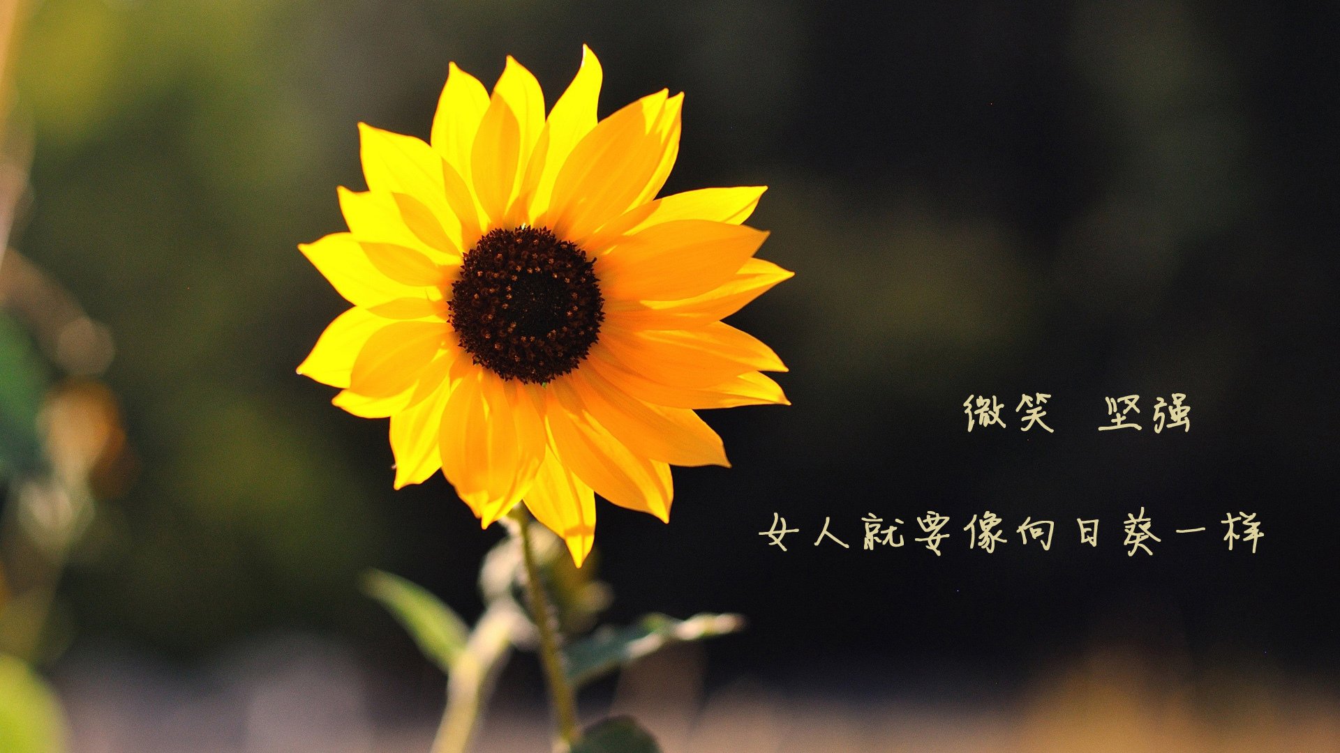 当古典锋刃刺穿数据穹顶，德罗赞在绿军金矿之战中写下篮球本真