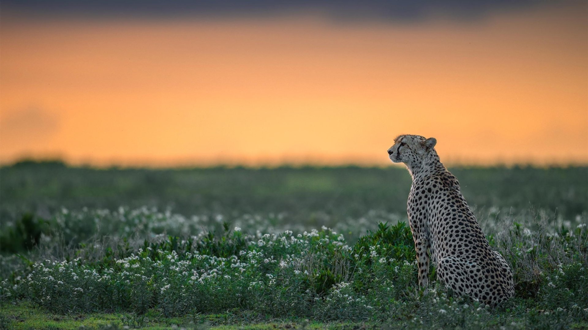 双线争冠，中国车队雨战加纳夺冠，久保建英F1赛季末接管比赛